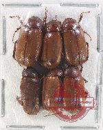 Scientific lot no. 211 Melolonthinae (6 pcs)