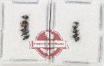 Scientific lot no. 881 Curculionidae (11 pcs)