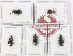 Scientific lot no. 874 Carabidae (5 pcs)