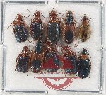 Scientific lot no. 852 Carabidae (10 pcs)