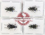 Scientific lot no. 843 Carabidae (4 pcs)
