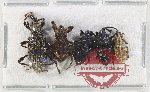 Scientific lot no. 879 Curculionidae (5 pcs)