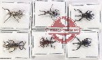 Scientific lot no. 875 Curculionidae (6 pcs - 1 pc A2)
