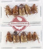 Scientific lot no. 384 Rutelinae (10 pcs)