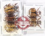 Scientific lot no. 385 Rutelinae (5 pcs)