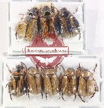 Scientific lot no. 382 Rutelinae (8 pcs)
