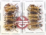 Scientific lot no. 383 Rutelinae (6 pcs)