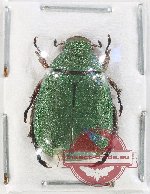 Mimela sericea