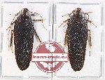 Scientific lot no. 112 Blattodea (2 pcs)