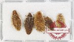 Scientific lot no. 115 Blattodea (5 pcs)