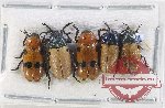 Scientific lot no. 562 Chrysomelidae (5 pcs)
