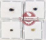 Scientific lot no. 565 Chrysomelidae (4 pcs)