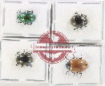 Scientific lot no. 555 Chrysomelidae (4 pcs)