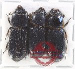 Scientific lot no. 175 Passalidae (3 pcs)