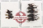 Scientific lot no. 55 Orthoptera (8 pcs A2)