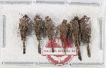 Scientific lot no. 52 Orthoptera (5 pcs)