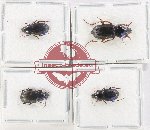 Scientific lot no. 841 Carabidae (4 pcs)