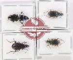 Scientific lot no. 845 Carabidae (4 pcs)