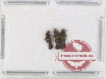 Scientific lot no. 70 Cantharidae (3 pcs)