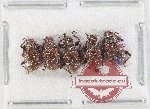 Scientific lot no. 553 Chrysomelidae (5 pcs)