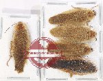 Scientific lot no. 114 Blattodea (5 pcs A, A-, A2)