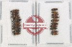 Scientific lot no. 218 Elateridae (20 pcs)