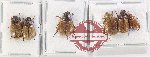 Scientific lot no. 380 Rutelinae (6 pcs - 3 pcs A2)