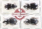 Scientific lot no. 839 Carabidae (4 pcs)