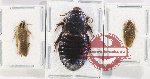 Scientific lot no. 113 Blattodea (3 pcs)