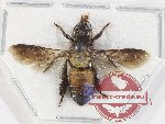 Scientific lot no. 551 Hymenoptera (1 pc)