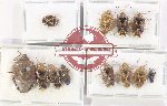 Scientific lot no. 1345 Heteroptera (Pentatomidae) (12 pcs - 5 pcs A2)