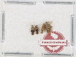 Scientific lot no. 1346 Heteroptera (4 pcs)