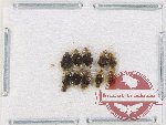 Scientific lot no. 1347 Heteroptera (10 pcs)