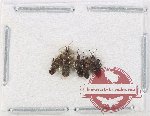 Scientific lot no. 1344 Heteroptera (5 pcs)