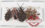 Scientific lot no. 1343 Heteroptera (5 pcs)