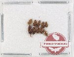 Scientific lot no. 193 Nitidulidae (10 pcs)