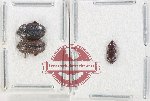 Scientific lot no. 191 Nitidulidae (3 pcs)