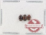Scientific lot no. 189 Nitidulidae (3 pcs)