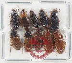 Scientific lot no. 853 Carabidae (10 pcs)