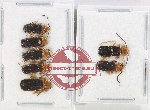 Scientific lot no. 66 Cantharidae (7 pcs)