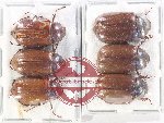 Scientific lot no. 212 Melolonthinae (6 pcs)