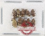 Scientific lot no. 885 Curculionidae (10 pcs)
