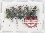 Scientific lot no. 80 Cicindelidae (5 pcs A-, A2)