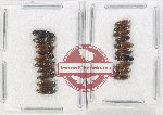 Scientific lot no. 214 Elateridae (20 pcs)
