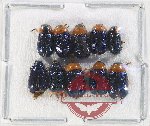 Scientific lot no. 561 Chrysomelidae (10 pcs)