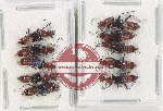 Scientific lot no. 147 Staphylinidae (10 pcs)