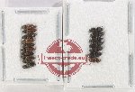 Scientific lot no. 216 Elateridae (17 pcs)