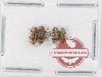 Scientific lot no. 884 Curculionidae (4 pcs)