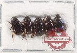 Scientific lot no. 215 Melolonthinae (5 pcs A)