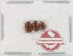 Scientific lot no. 185 Erotylidae (3 pcs)